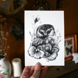 Tirage d'art - Petite chouette
